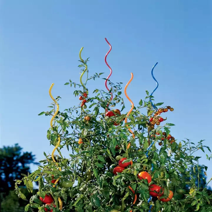 Spirale croissante de tomate/fil de support d'usine/fil en spirale de tomate